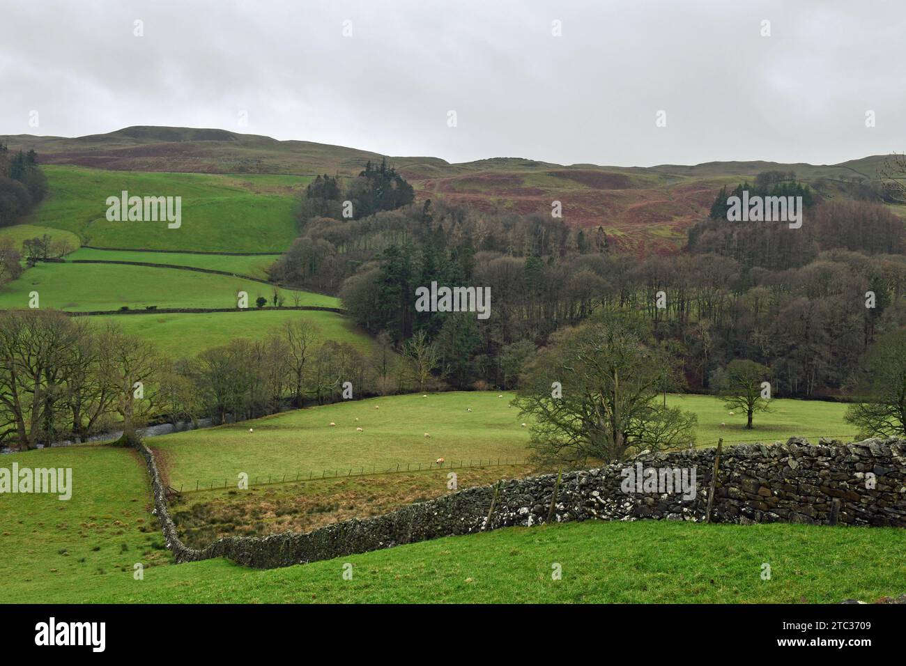 Teil von Dentdale mit Dent weiter vorne - in Cumbria. Beachten Sie die Trockenmauern zusammen mit den schönen Felswänden und den Holzkronen - Dezember Stockfoto