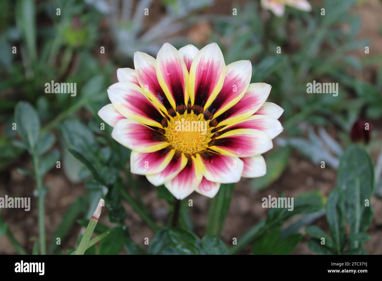 Gazania rigens, auch Schatzblume genannt, ist eine blühende Pflanzenart aus der Familie der Asteraceae. Stockfoto