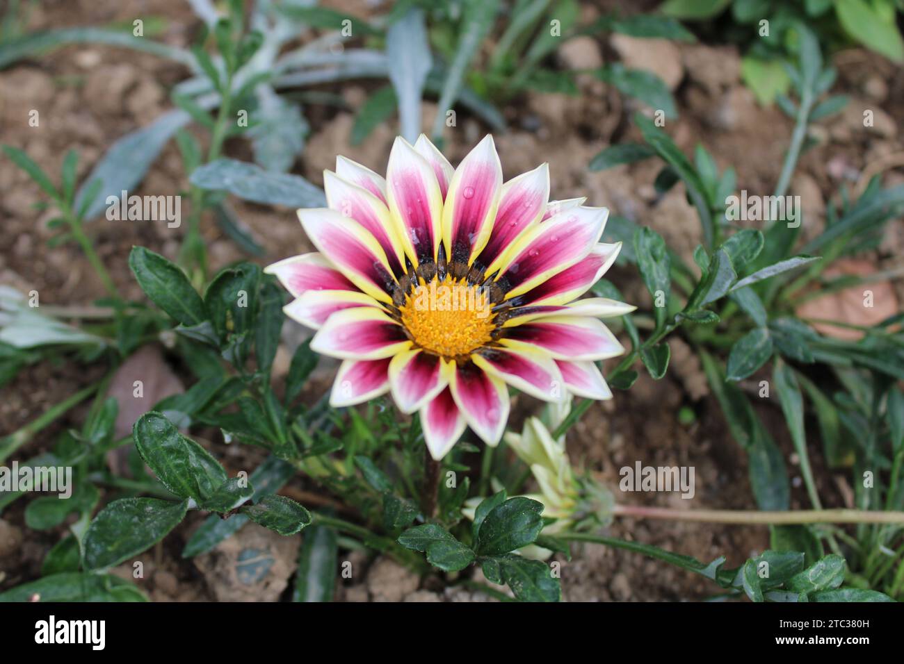 Gazania rigens, auch Schatzblume genannt, ist eine blühende Pflanzenart aus der Familie der Asteraceae. Stockfoto