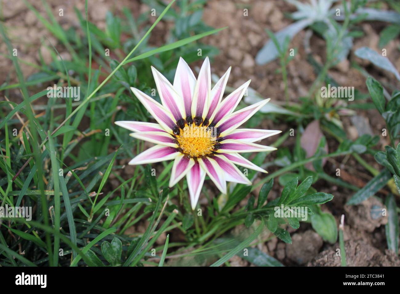 Gazania rigens, auch Schatzblume genannt, ist eine blühende Pflanzenart aus der Familie der Asteraceae. Stockfoto