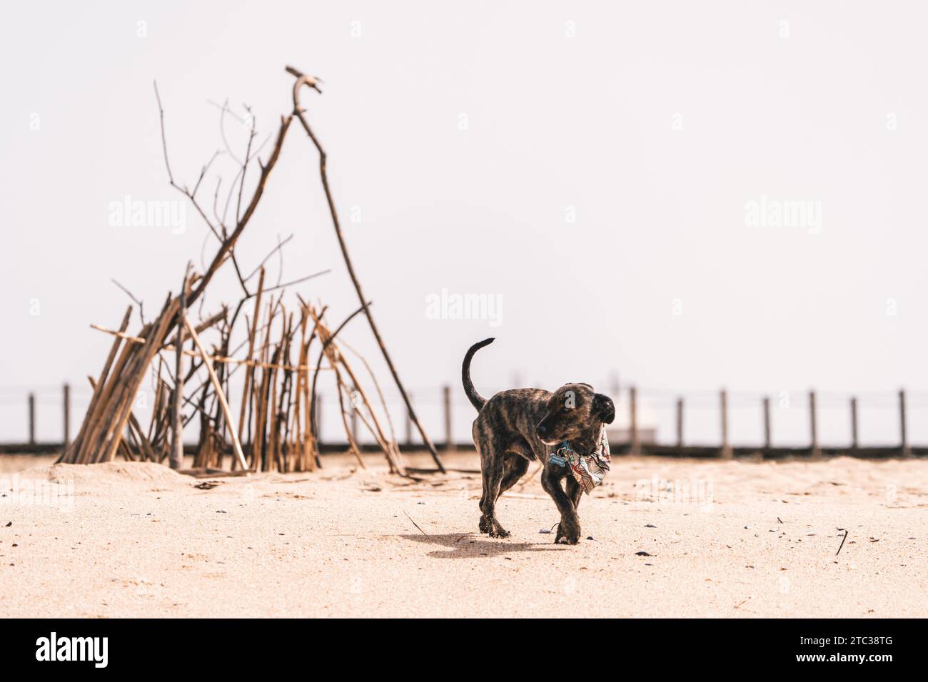Fröhlicher Hund am Strand, der die Meeresbrise genießt. Sein Glück erhellt die Landschaft und fängt den unbeschwerten und glücklichen Geist am Ufer ein. Stockfoto
