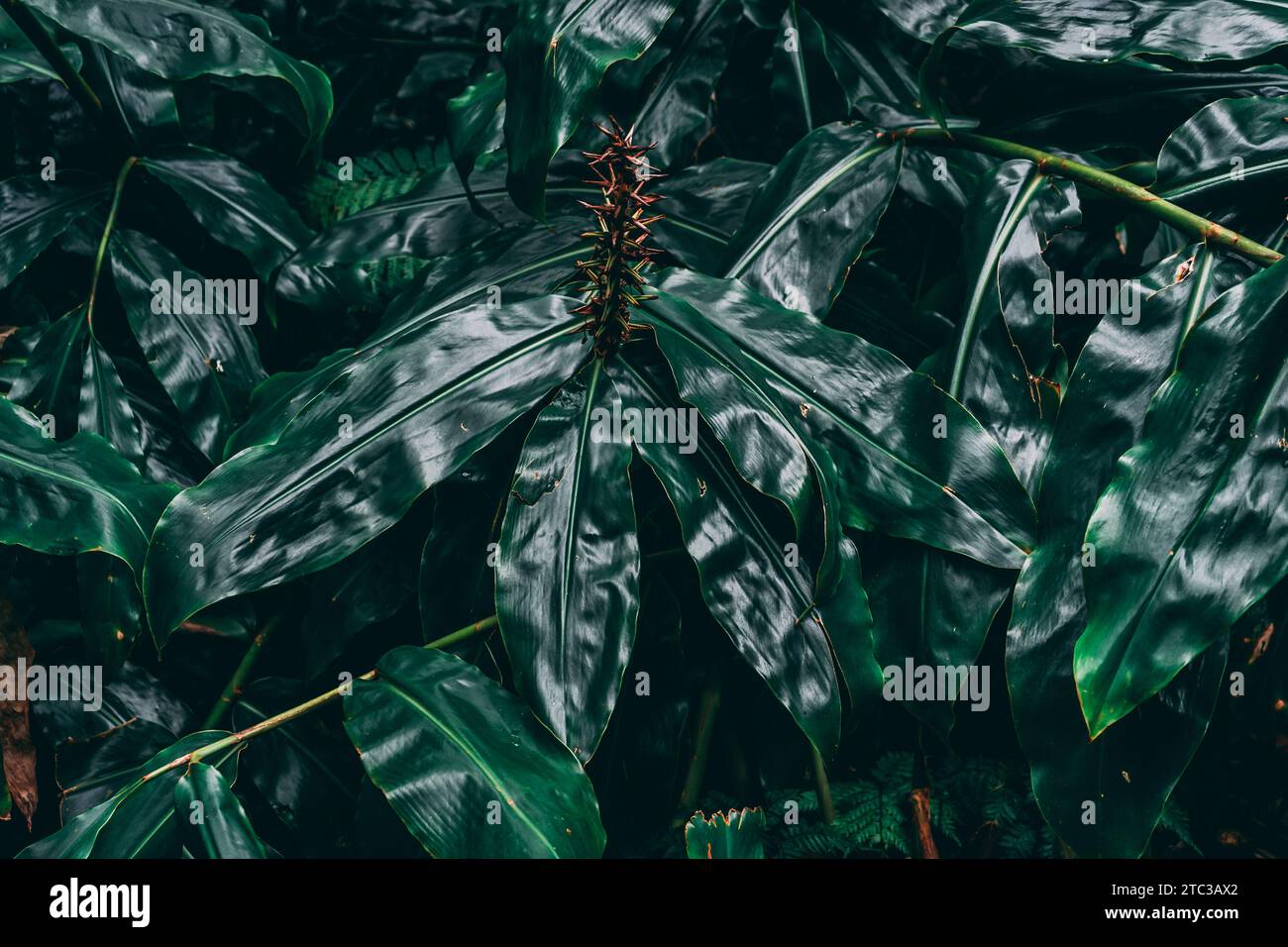 Üppig und fesselnd: Eine dunkelgrüne Pflanze zeigt ein atemberaubendes Muster und schafft eine visuell bezaubernde Komposition voller Vitalität. Stockfoto
