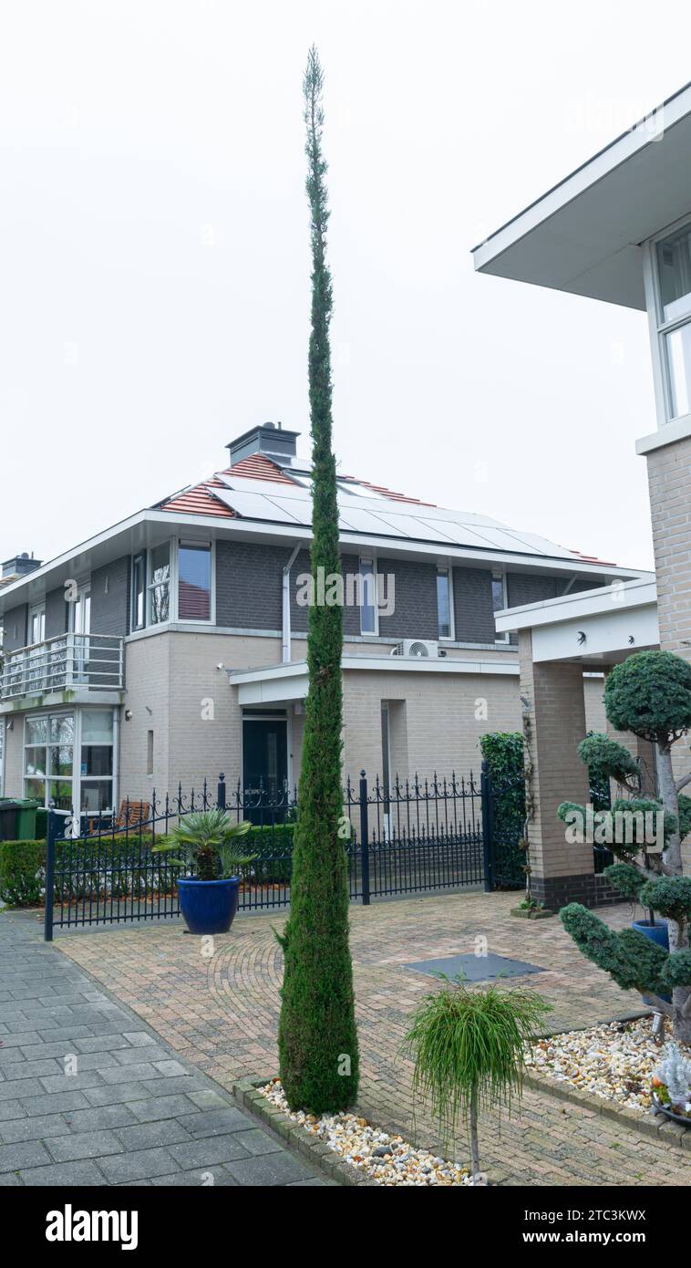 Hohe und extrem dünne italienische Zypresse in einem städtischen Garten. Stockfoto