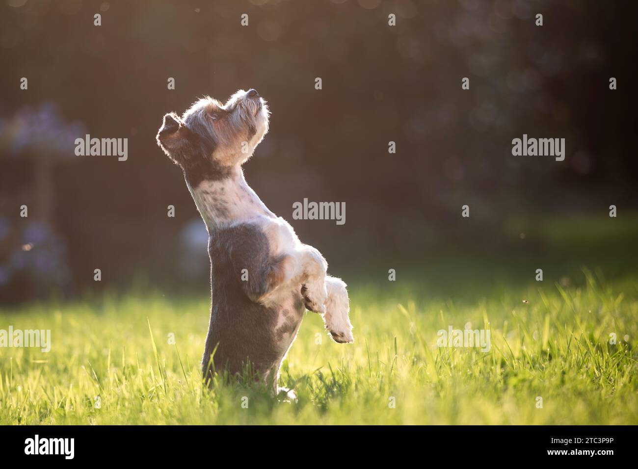 Lustiger Hund, der auf den Hinterbeinen steht und nach oben blickt. Niedlicher Terrier bettelt im Garten an Sommertagen. Stockfoto