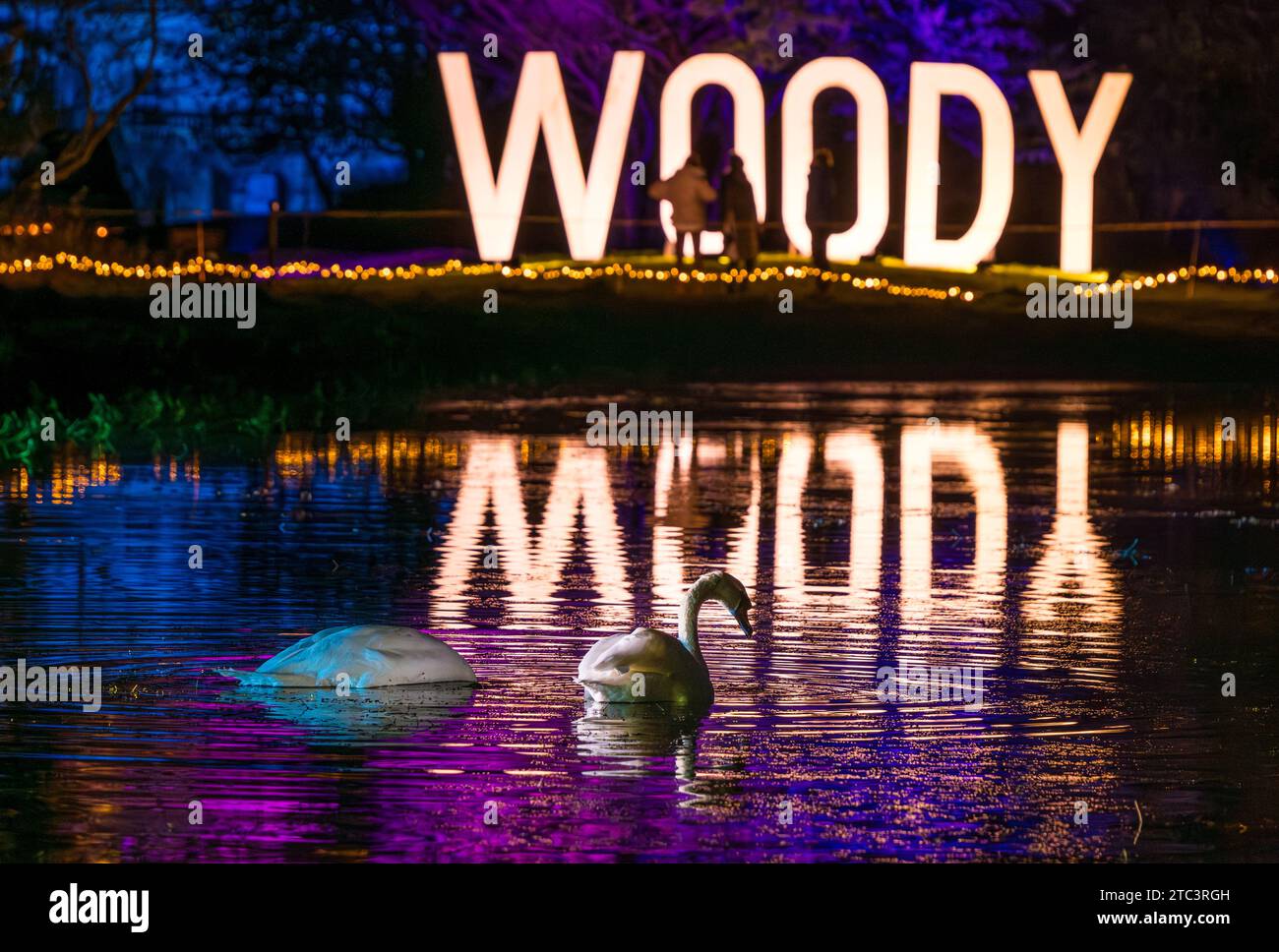 Swan spiegelte sich im See bei Wondrous Woods Christmas Night Event, Gosford Estate, East Lothian, Schottland, Großbritannien Stockfoto