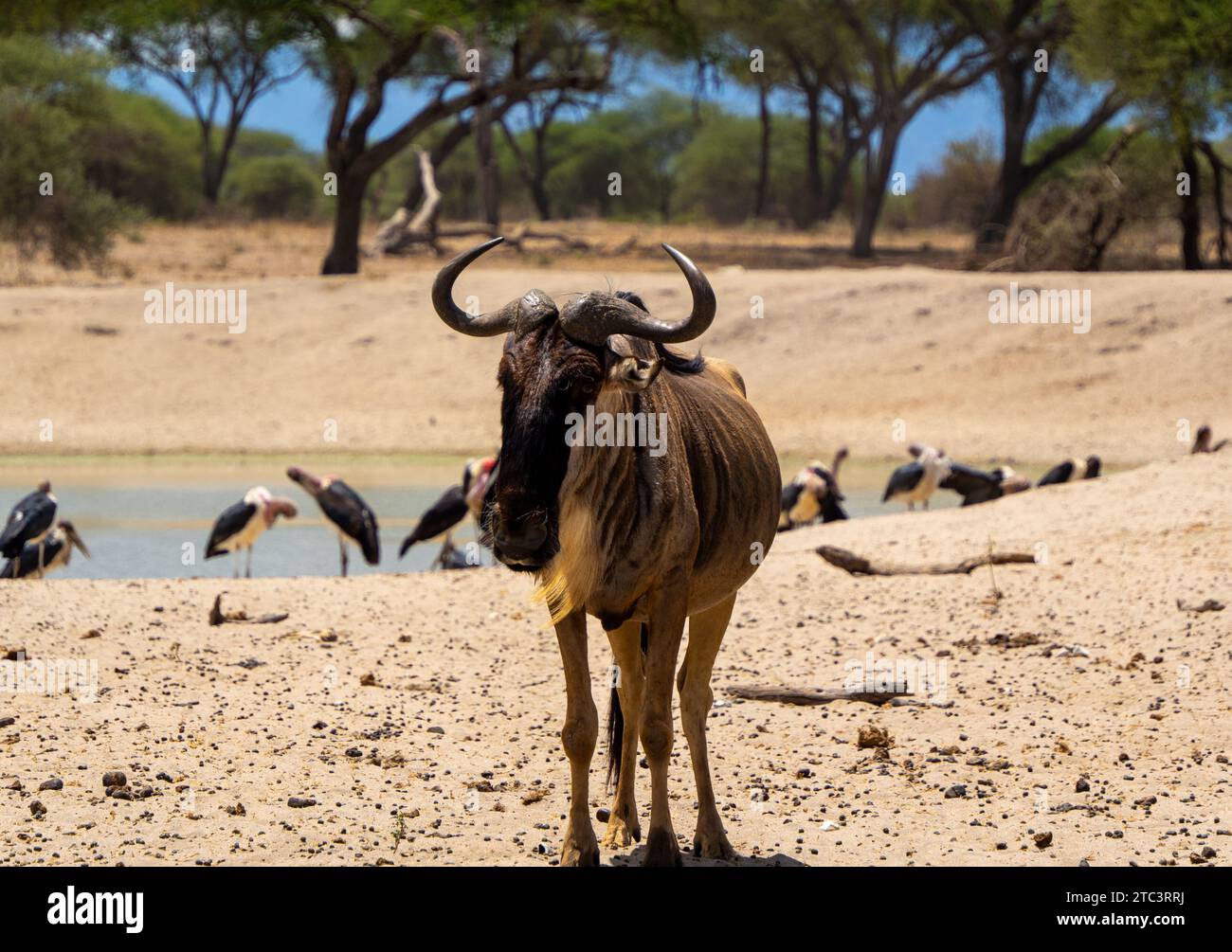 Wildebiest in der Natur Stockfoto