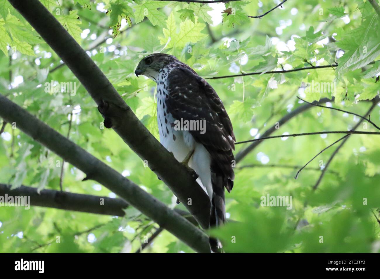 Ein erwachsener Cooper's Hawk thront auf einem Baum im Riverdale Park in Toronto, Ontario. Stockfoto