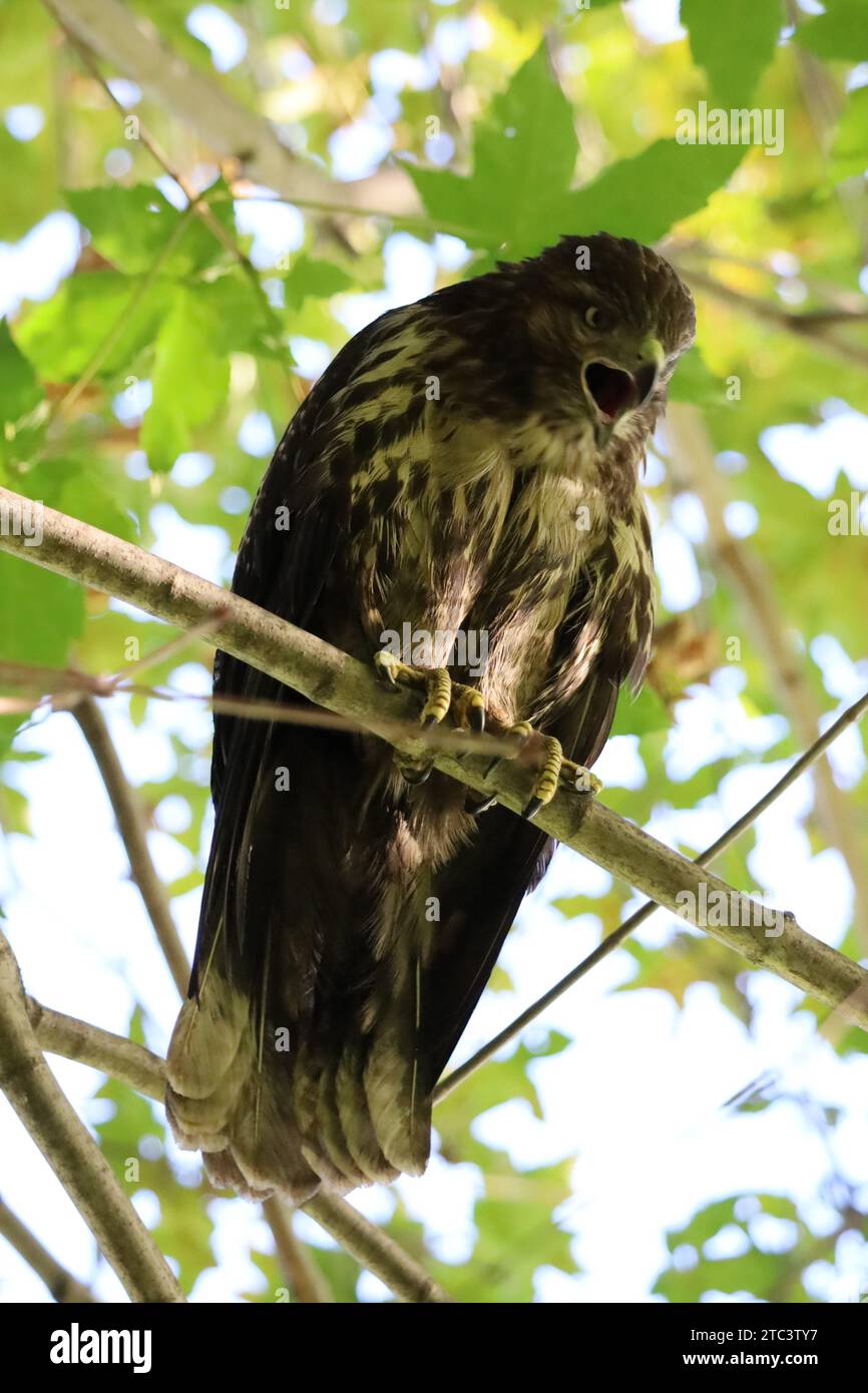 Ein Bild eines jungen Cooper's Hawk auf einem Baum im Riverdale Park in Toronto, Ontario. Stockfoto