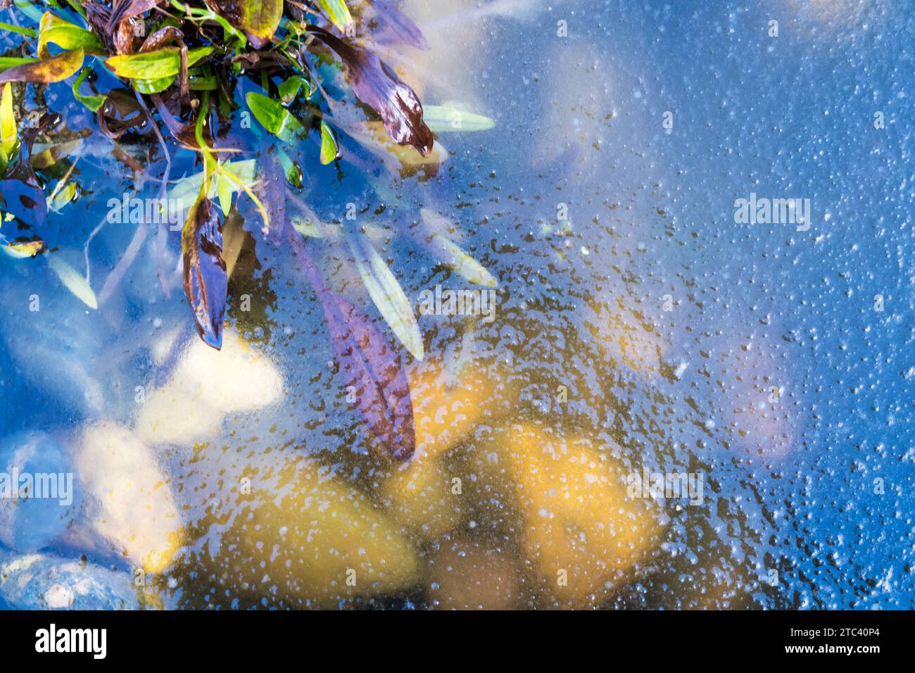 Pflanzen und Steine, die im Winter unter der Oberfläche eines Ziergartenteichs gefroren sind. Stockfoto