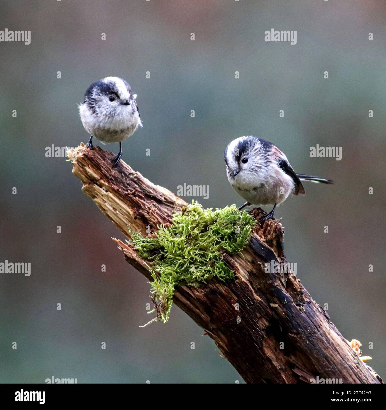 Ein friedlicher Moment wird in diesem Bild mit zwei Vögeln auf einem moosbedeckten Baumzweig festgehalten Stockfoto