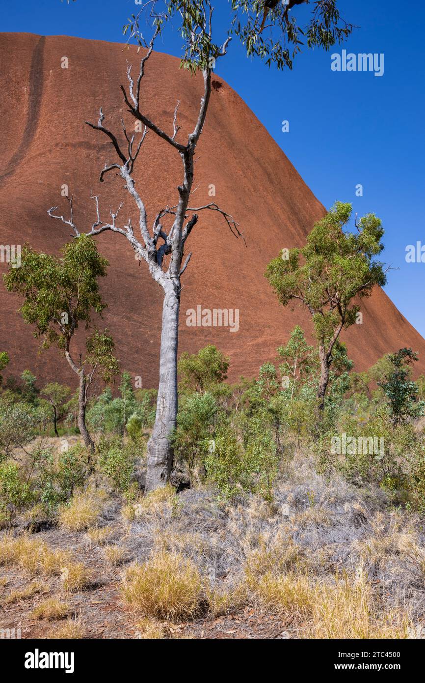 Uluru ist heilig für die Pitjantjatjara, die Aborigines der Gegend, bekannt als die Aṉangu. Das Gebiet um die Formation ist die Heimat einer Fülle von Stockfoto
