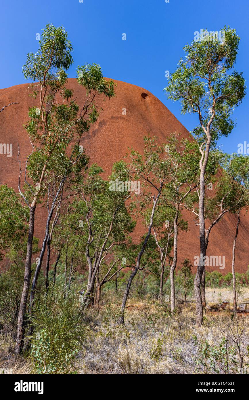 Uluru ist heilig für die Pitjantjatjara, die Aborigines der Gegend, bekannt als die Aṉangu. Das Gebiet um die Formation ist die Heimat einer Fülle von Stockfoto