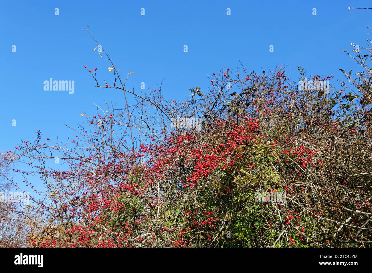 Herbstliche Mischung aus Hawthorn (Crataegus monogyna), Wildrose (Ligustrum vulgare) und Hunderose (Rosa canina) in einer Hecke, Wiltshire, Großbritannien, Novembe Stockfoto