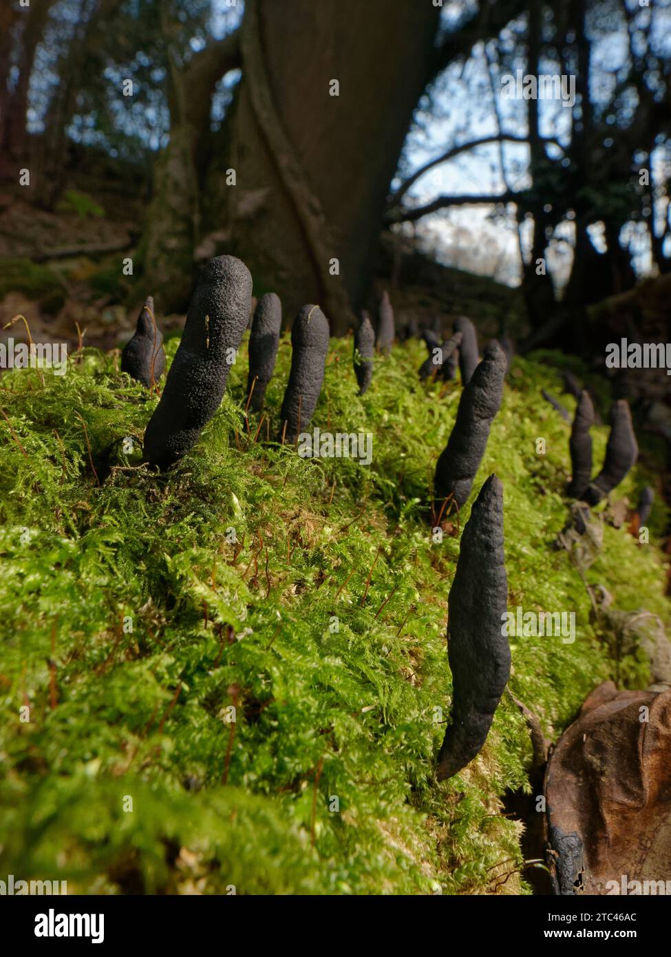 Dead Moll’s Fingers Pilz (Xylaria longipes), der aus einem verrottenden Sycamore (Acer pseudoplatanus) Stamm hervorgeht, Castle Combe, Wiltshire, Großbritannien, November. Stockfoto