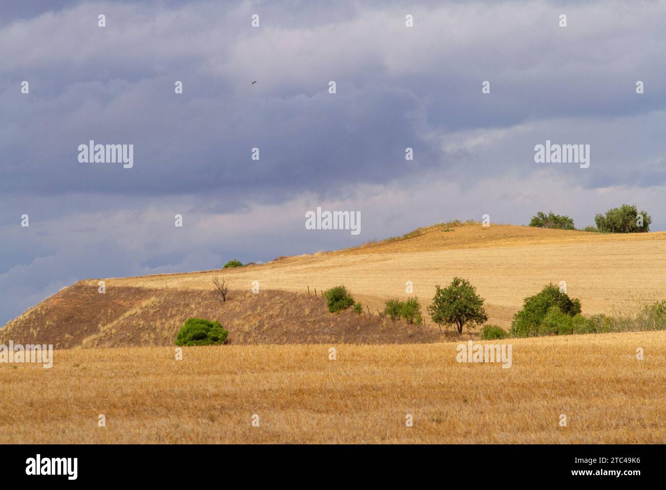 Getreidefelder in der spanischen Landschaft vor den Toren der Stadt Salamanca Spanien Stockfoto