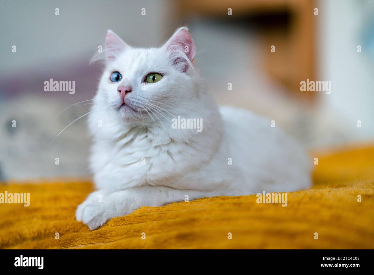 Meine bezaubernde Katze, ein Auge grün, ein blaues, verkörpert einen fesselnden Reiz. Heterochromie verleiht ihrem Charme einen Hauch von Mysterium. Eine katzenartige Schönheit wie kein o Stockfoto