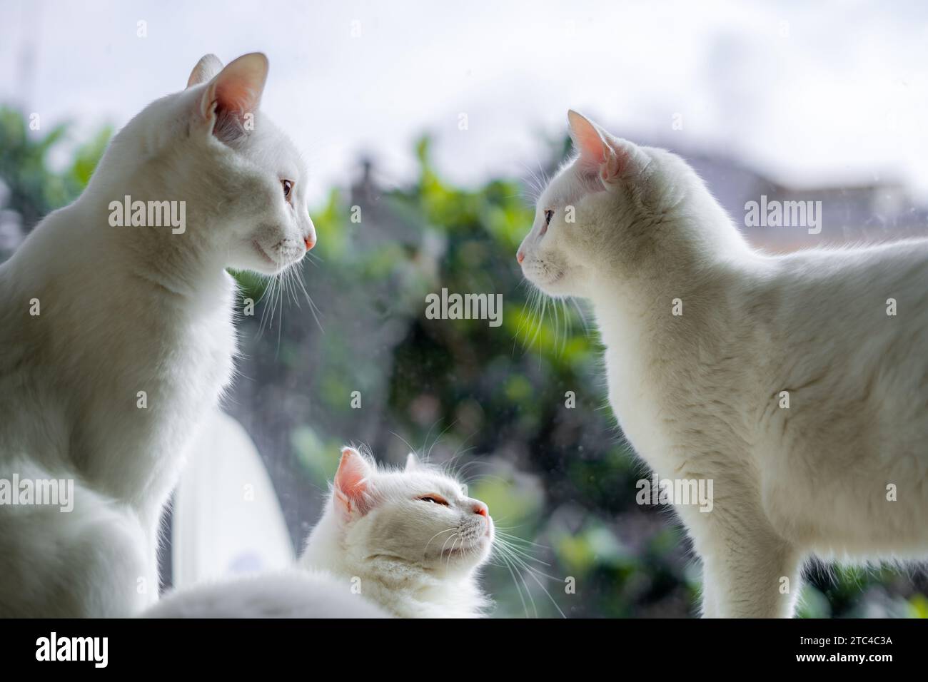 Katzentrio: Die liebevolle Mutter, umgeben von ihren beiden liebenswerten Kätzchen, die eine bezaubernde Dreiecksverbindung bildet. 🐾 Stockfoto