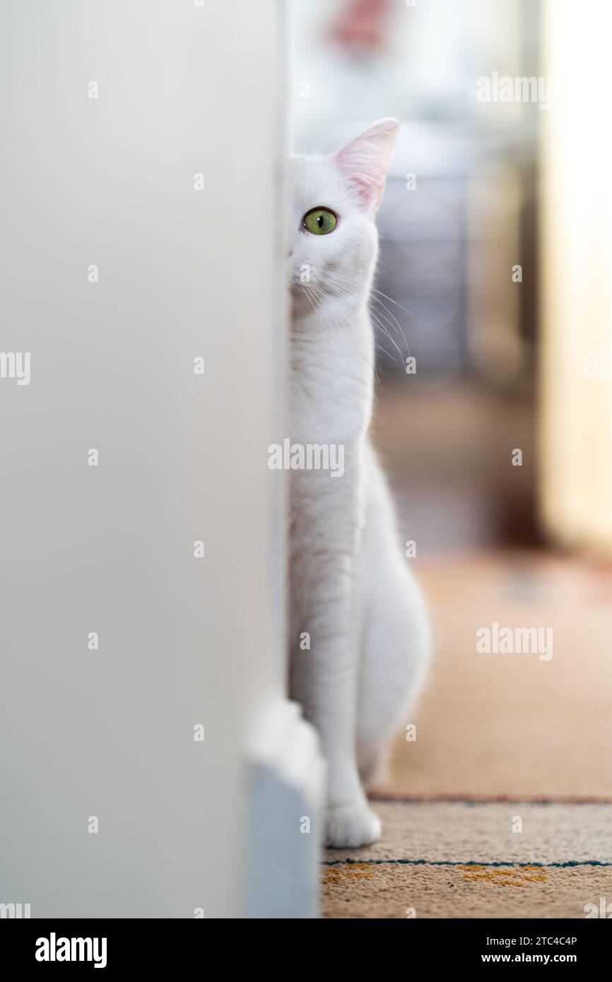 Meine wunderschöne Katze, mit seidenem Fell und hellen Augen, zeigt eine anmutig neugierige Pose. Eine katzenartige Schönheit, die den Raum beleuchtet. Stockfoto