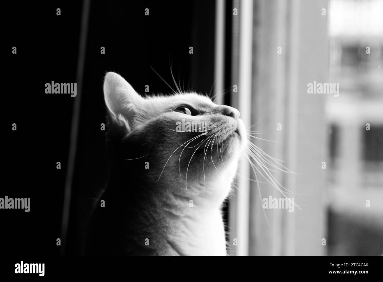Weiße Katze am Fenster, in schwarz-weißes Licht getaucht. Eine Szene der Ruhe und Eleganz Stockfoto