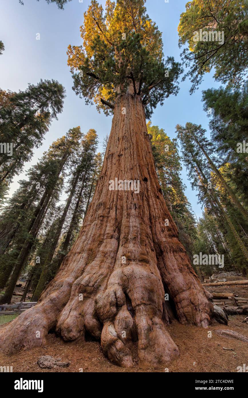 Riesige Mammutbäume bei Sonnenuntergang im Sequoia National Park, Kalifornien Stockfoto