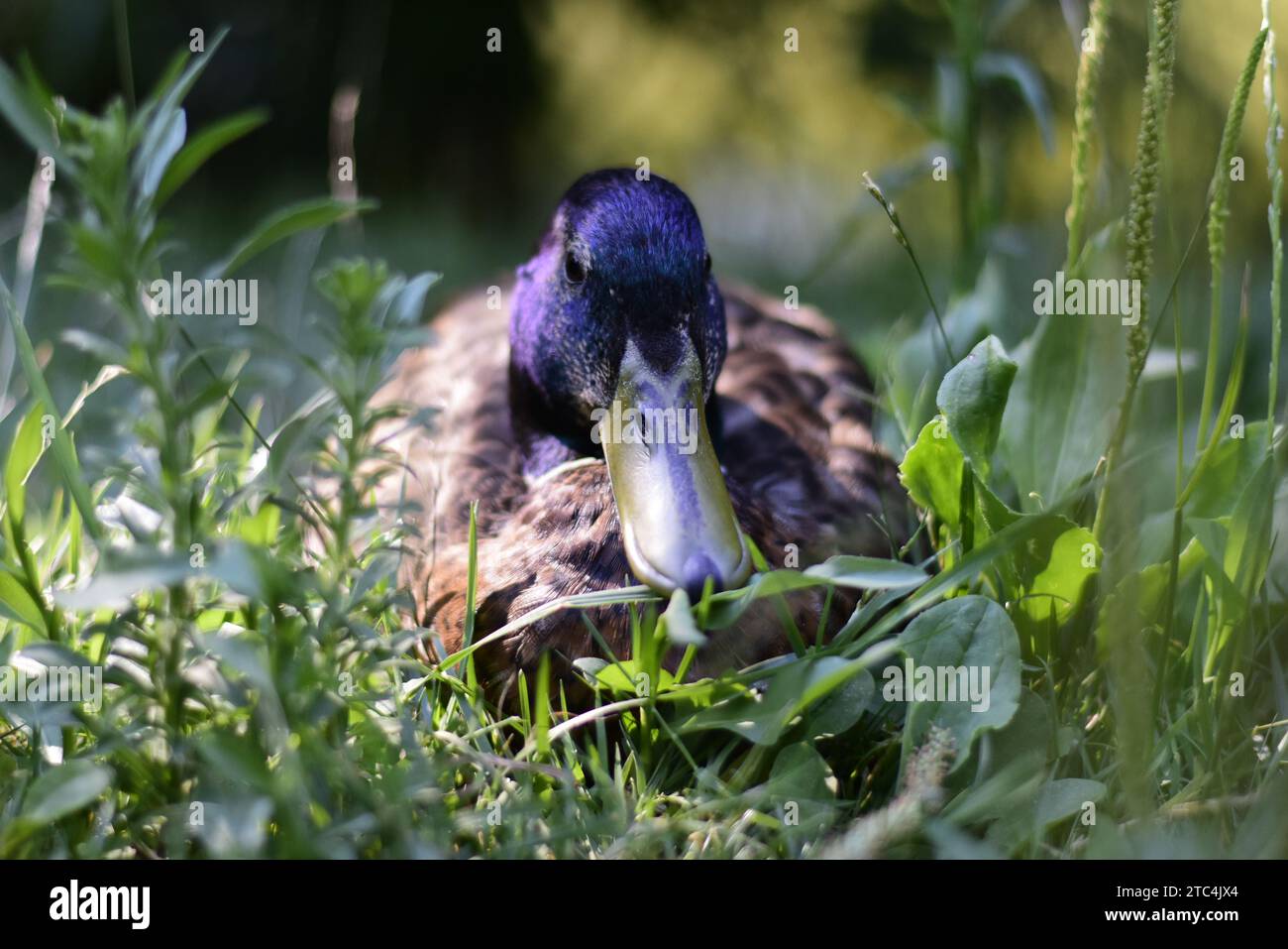 Wilde Ente genießt grünen Rasen in einem Stadtpark Stockfoto