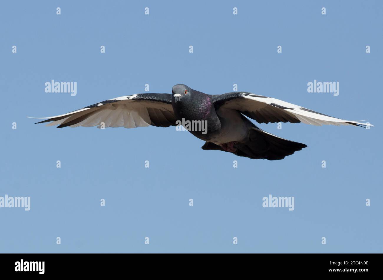 Rock Pigeon, Columba Livia, im Flug Stockfoto