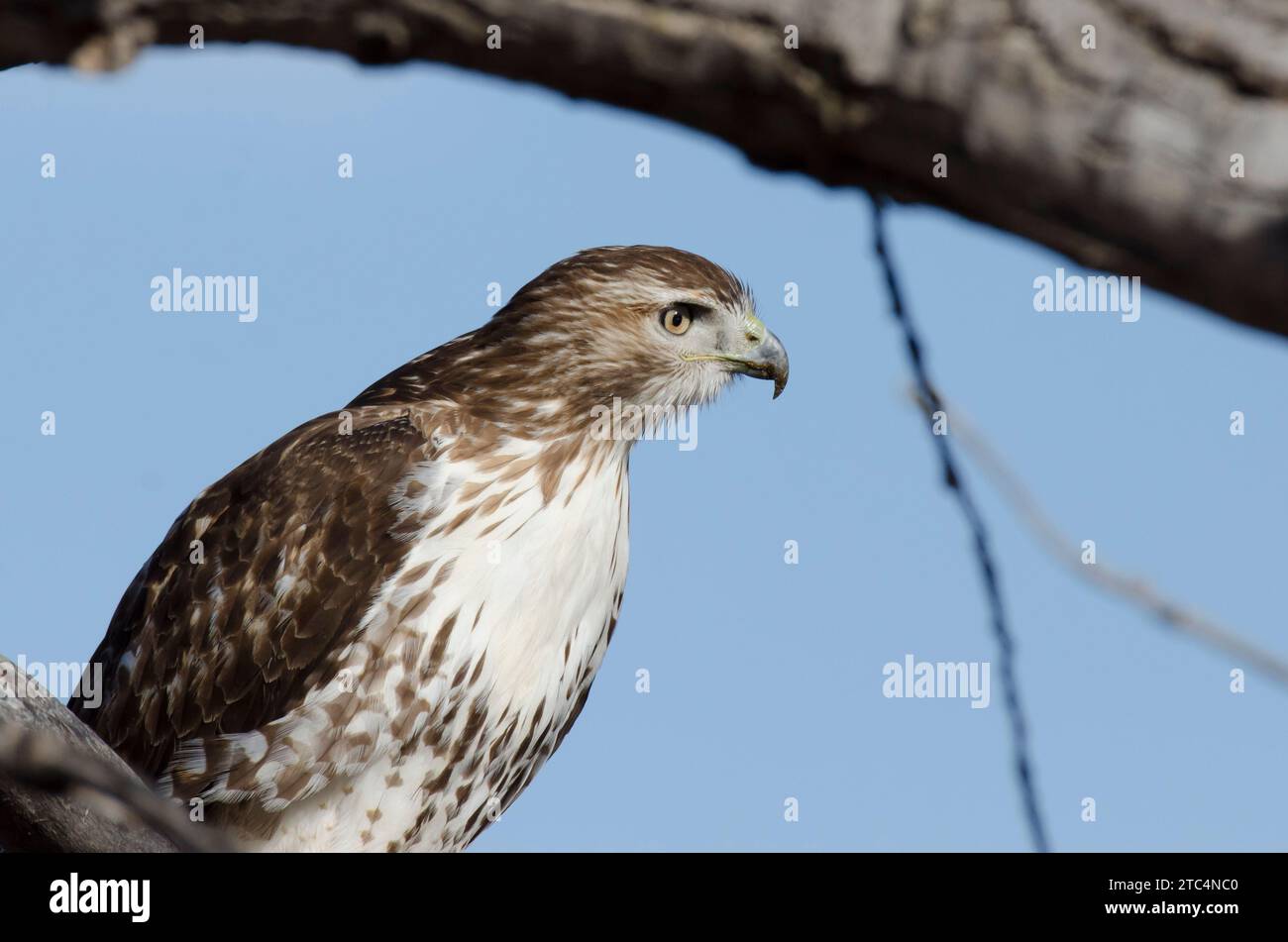 Rot - angebundener Falke, Buteo jamaicensis Stockfoto