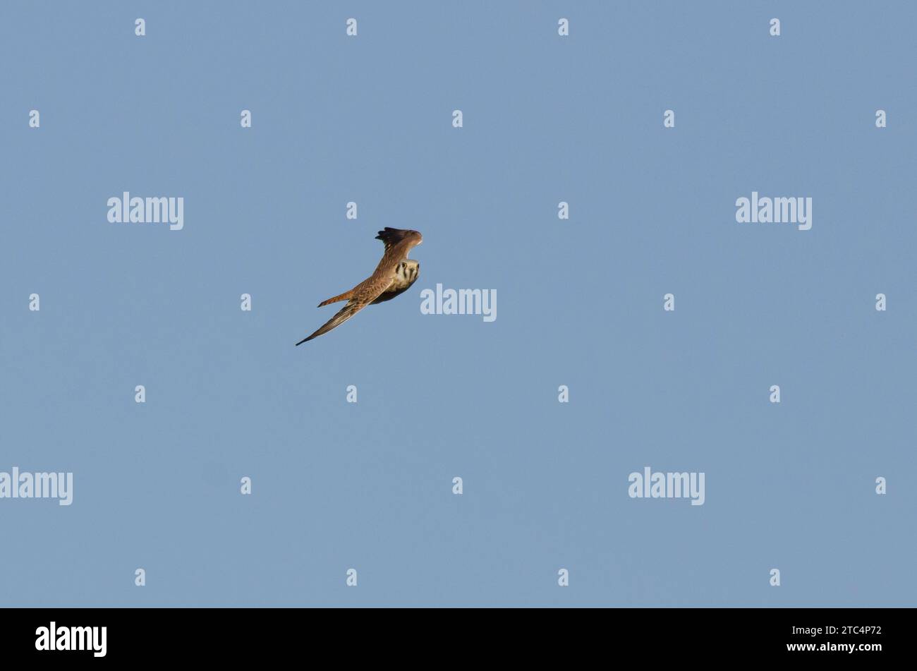 Amerikanischer Kestrel, Falco sparverius, im Flug Stockfoto