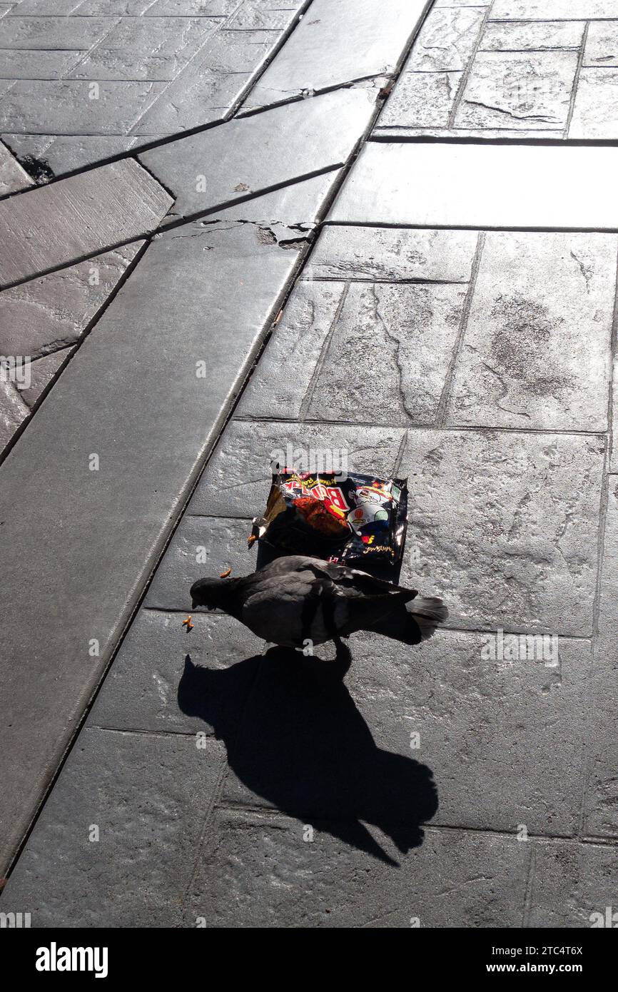 Tauben auf einem Bürgersteig in einer Stadt essen aus einem Ramen-Nudelbeutel. Stockfoto