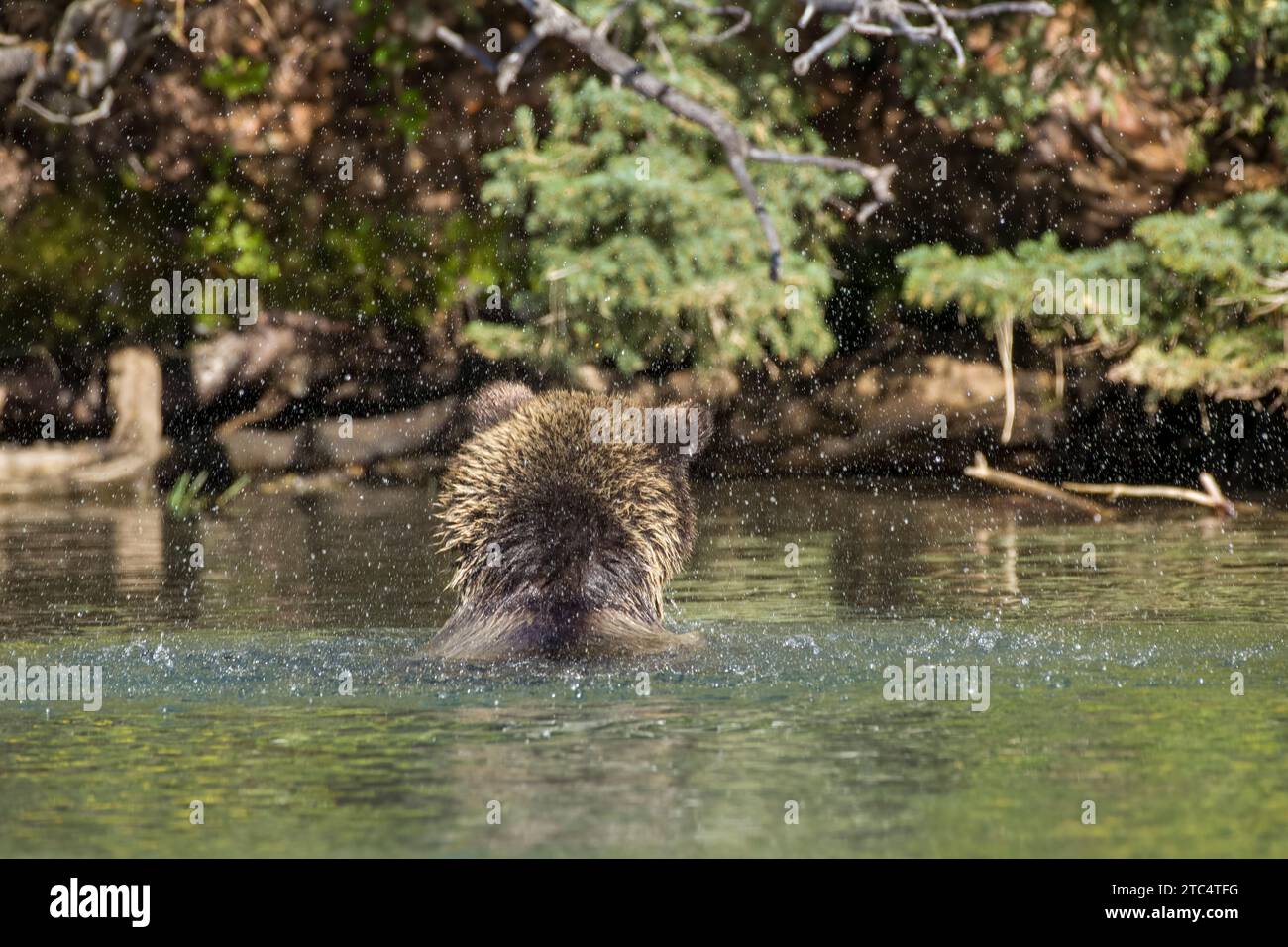 Ein Flussmonster, das aus dem Wasser gesprengt wird, Chilko River, BC Stockfoto