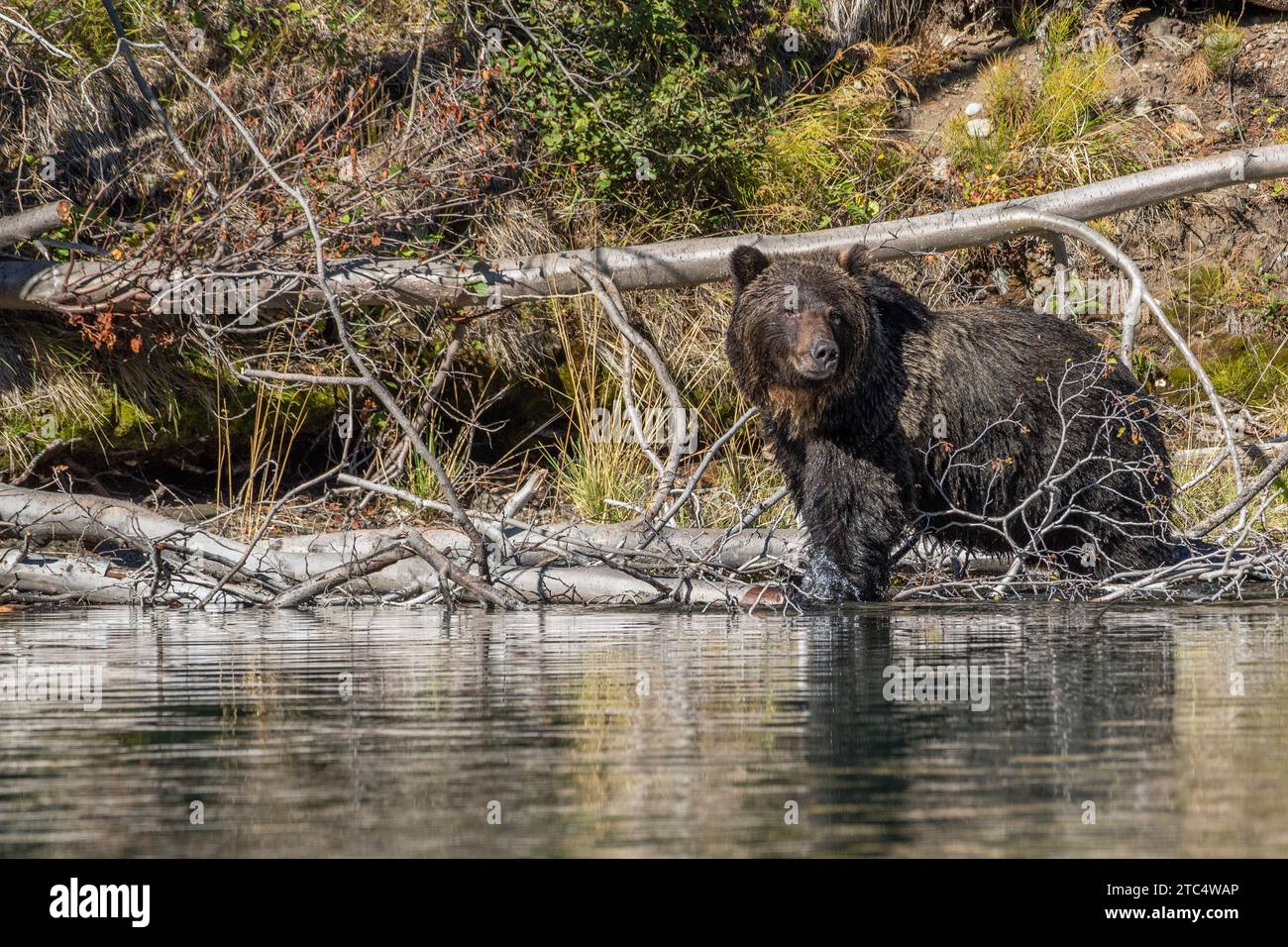 Dunkelbrauner Grizzlybär an einem umgestürzten Baum, Chilko River, BC Stockfoto