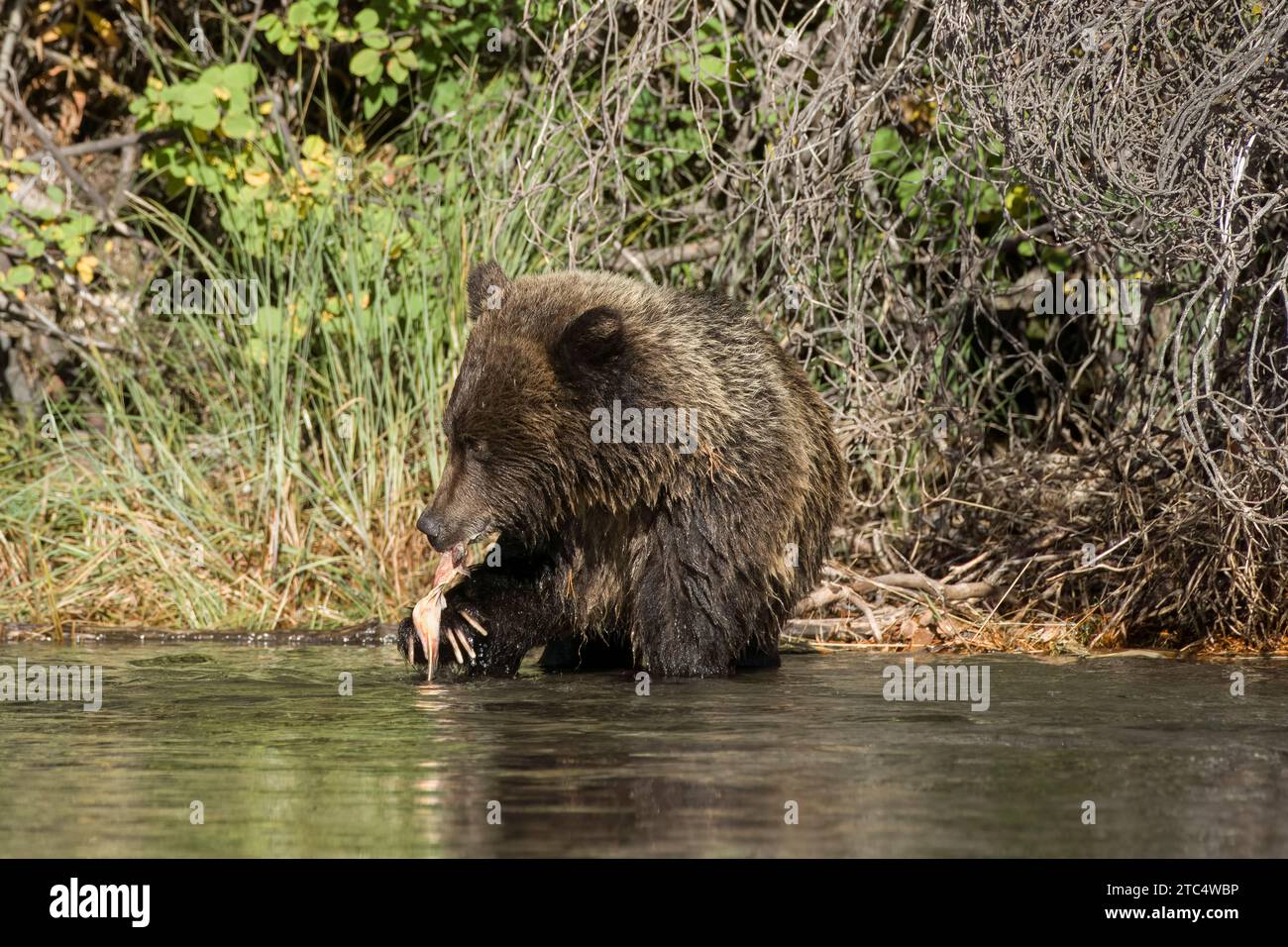 Grizzly Junges mit Lachshaut in den Klauen, Chilko River, BC Stockfoto