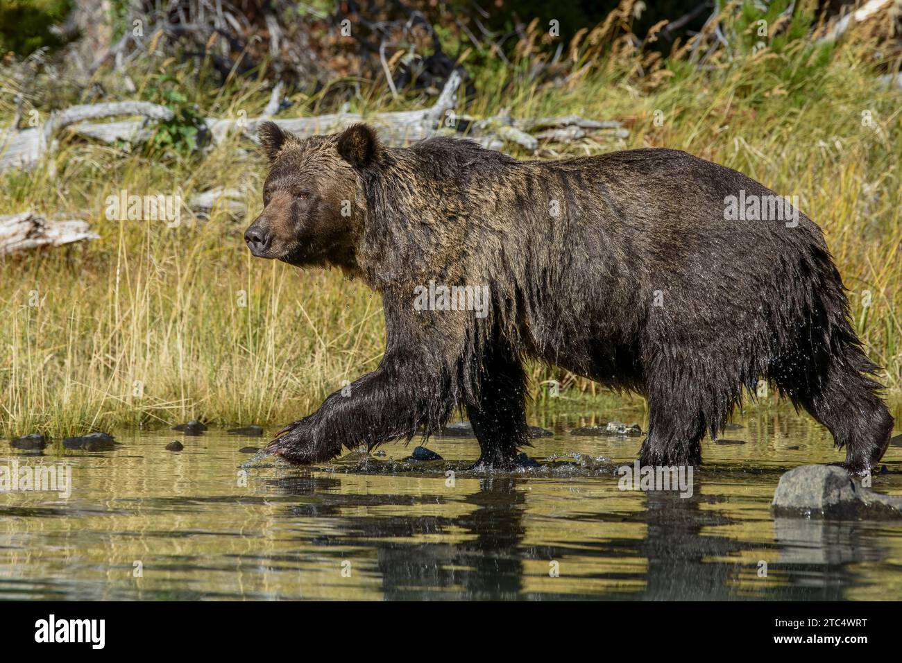 Grizzlybär am Ufer des Flusses auf der Suche nach Lachs, Chilko River, BC Stockfoto