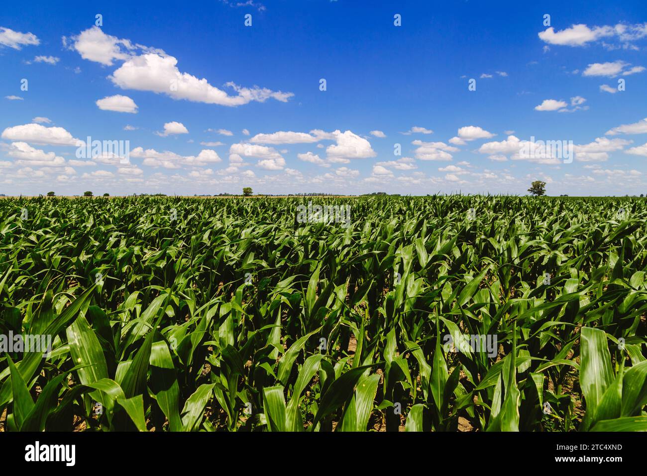 Land einer grünen Maisfarm mit blauem Himmel. Landwirtschaftliche Region der argentinischen Pampas. Mit Mais bewirtschaftete Felder. Stockfoto
