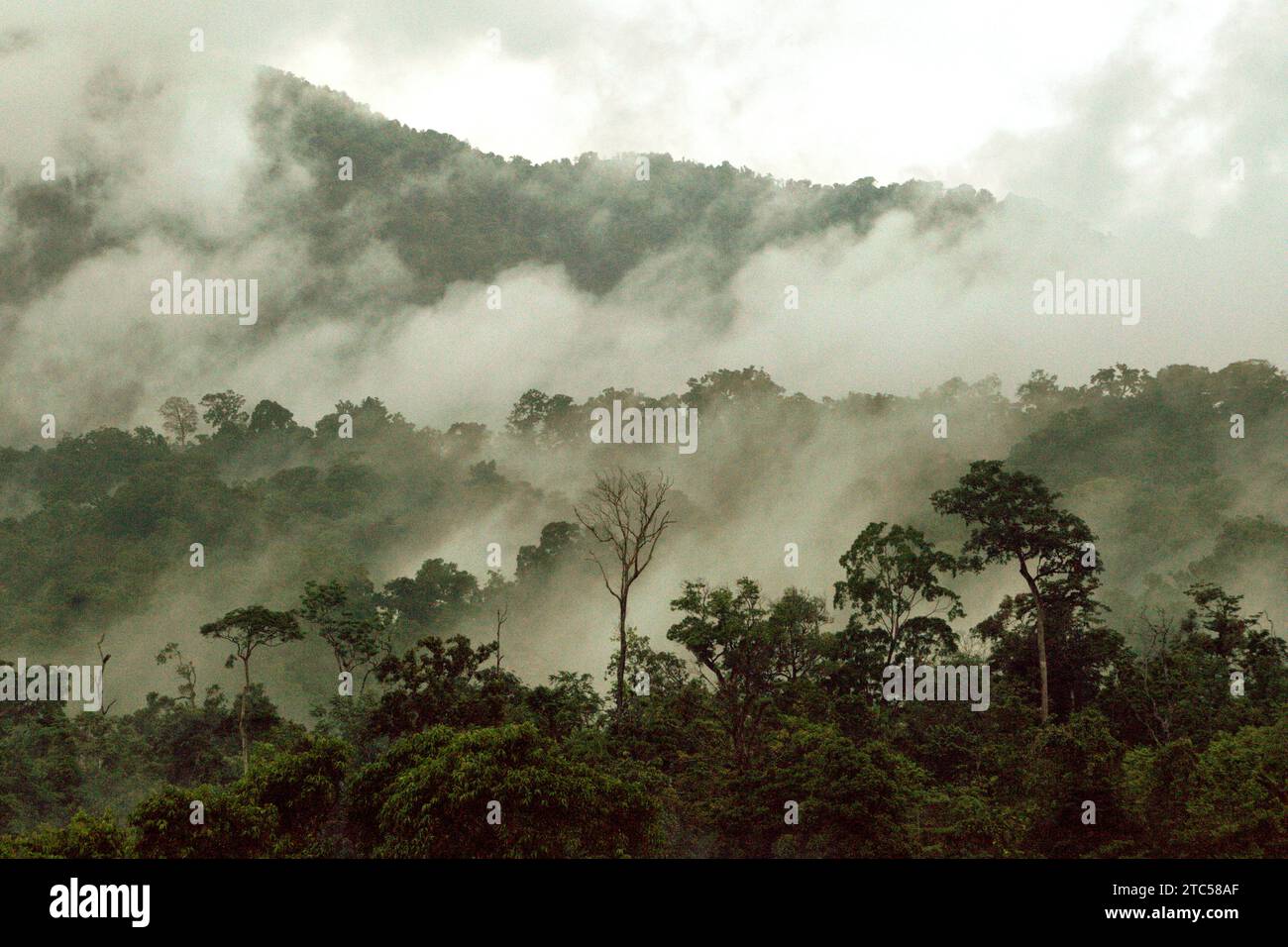 Waldlandschaft am Fuße des Mount Tangkoko und Duasudara (Dua Saudara) in Nord-Sulawesi, Indonesien. Die Wiederherstellung globaler Wälder, wo sie natürlich vorkommen, könnte potenziell 226 Gigatonnen planeterwärmenden Kohlenstoff abfangen, was etwa einem Drittel der Menge entspricht, die Menschen seit Beginn der industriellen Ära freigesetzt haben, laut einer neuen Studie über Nature, wie Catrin Einhorn in der New York Times am 13. November 2023 berichtete. Die Welt bleibt jedoch bei den Verpflichtungen zum Schutz und zur Wiederherstellung der Wälder zurück, so die Forest Declaration Assessment von 2023, ... Stockfoto
