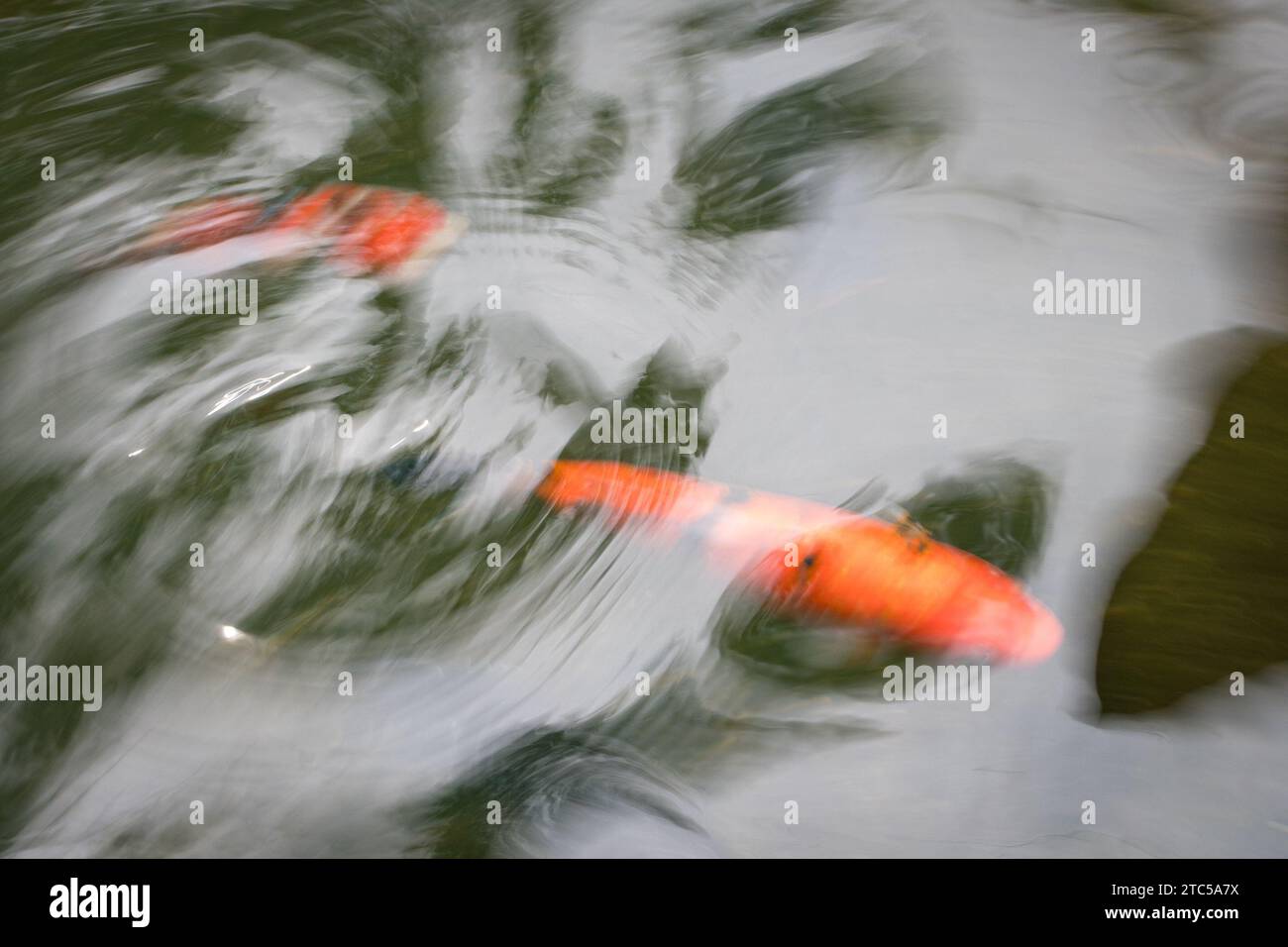 Karpfen-Koi-Fische schwimmen in Wasserunschärfe, Blick von oben. Abstrakter Naturhintergrund. Stockfoto