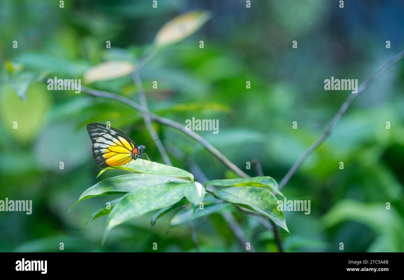 Garten mit sanften, unscharfen grünen Pflanzen und bemaltem Jezebel-Schmetterling. Kopierbereich. Stockfoto