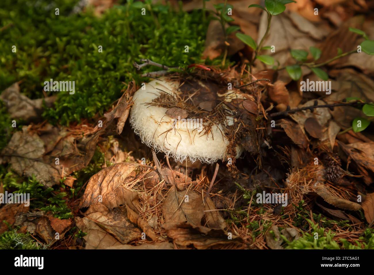 Eine Kappe eines Milchpilzes mit zotteligen Kanten ragt unter dem Herbstlaub hervor, Makrophotogramm eines Pilzes Stockfoto
