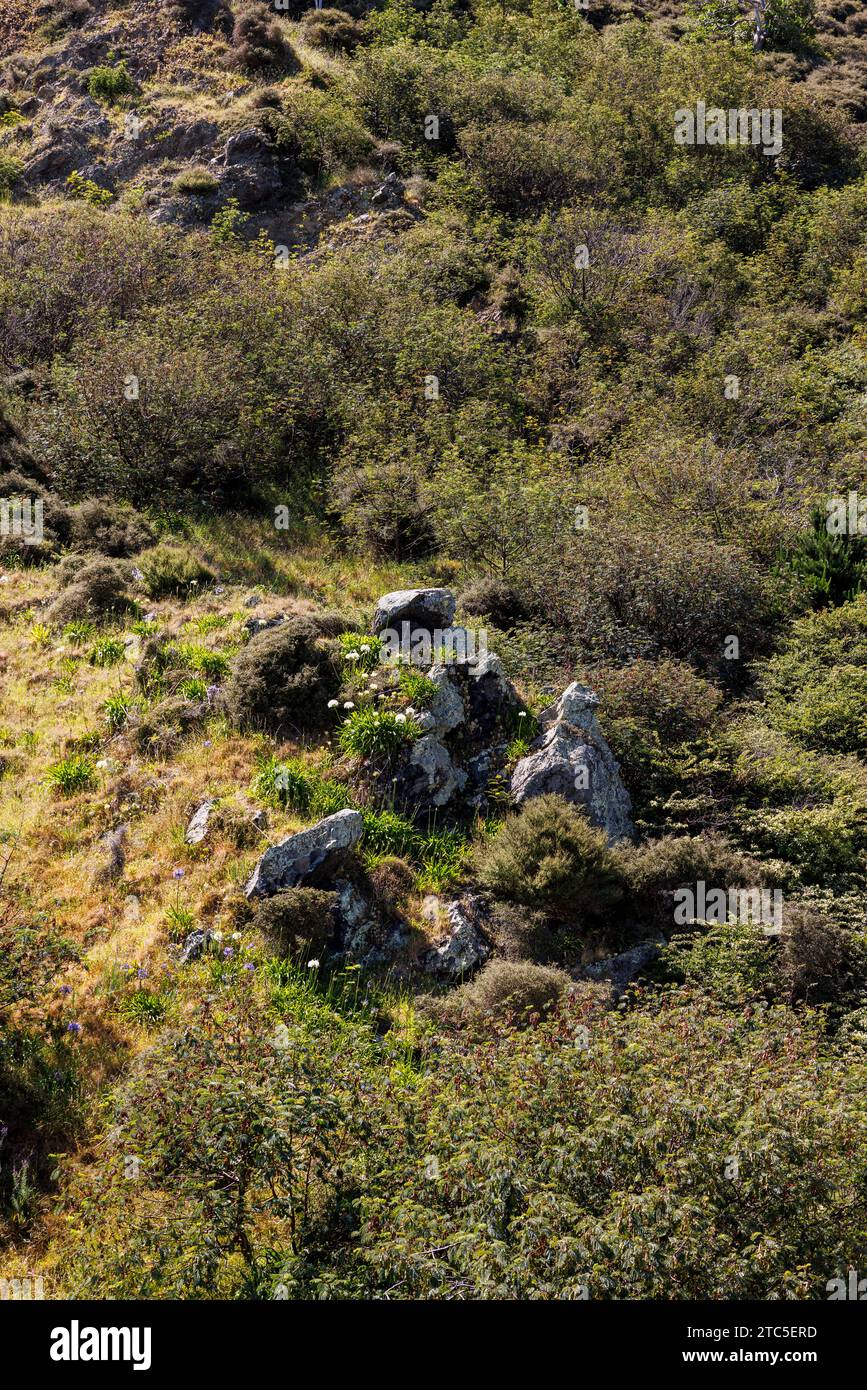 Ein Bild, das in Paekakariki, Neuseeland, einer kleinen Küstenstadt außerhalb von Wellington, aufgenommen wurde. Das Bild zeigt einen Hügel, der mit grüner Pflanze bedeckt ist Stockfoto