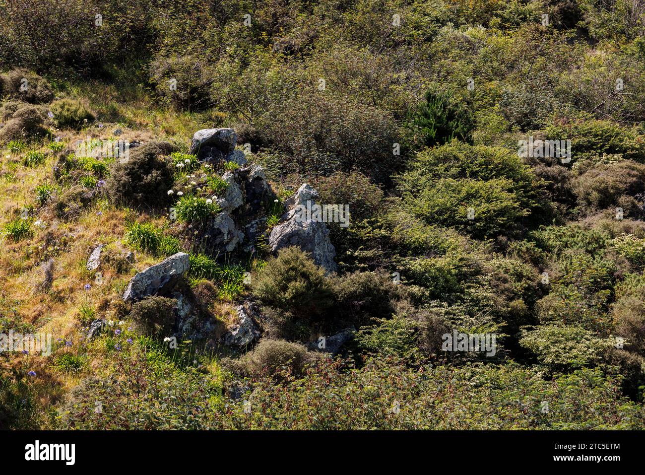 Ein Bild, das in Paekakariki, Neuseeland, einer kleinen Küstenstadt außerhalb von Wellington, aufgenommen wurde. Das Bild zeigt einen Hügel, der mit grüner Pflanze bedeckt ist Stockfoto
