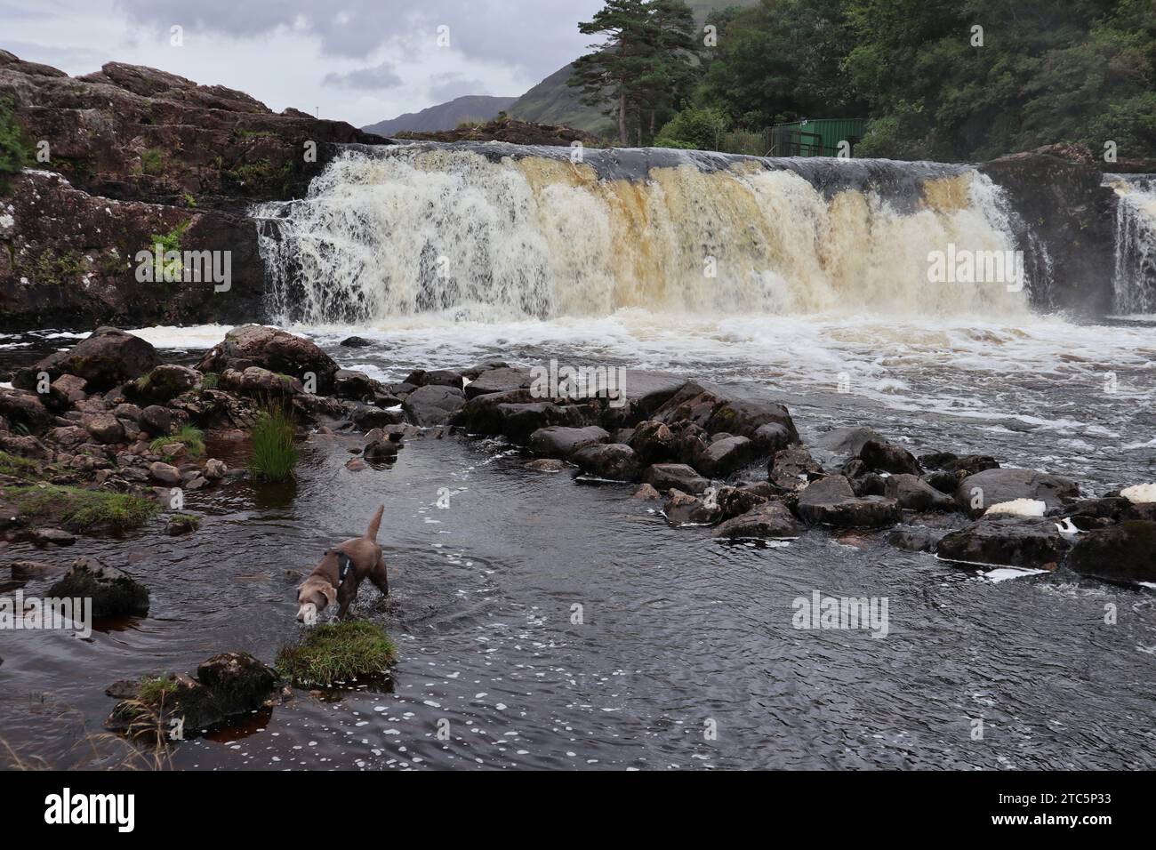 Leenane - Cane alle Aasleagh Falls sul Erriff River Stockfoto