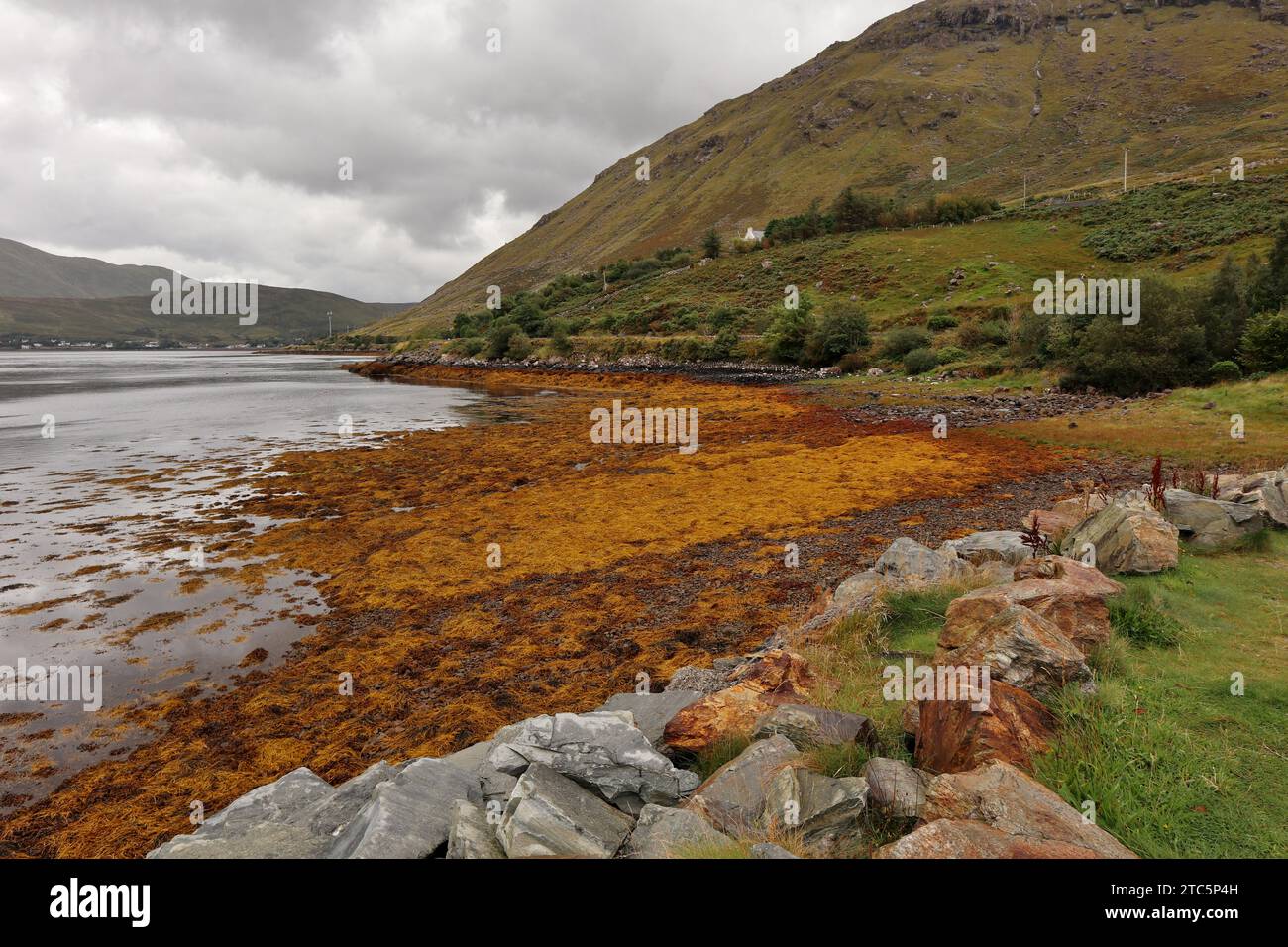 Leenane – Tappeto di alghe sulla riva del fiordo Stockfoto