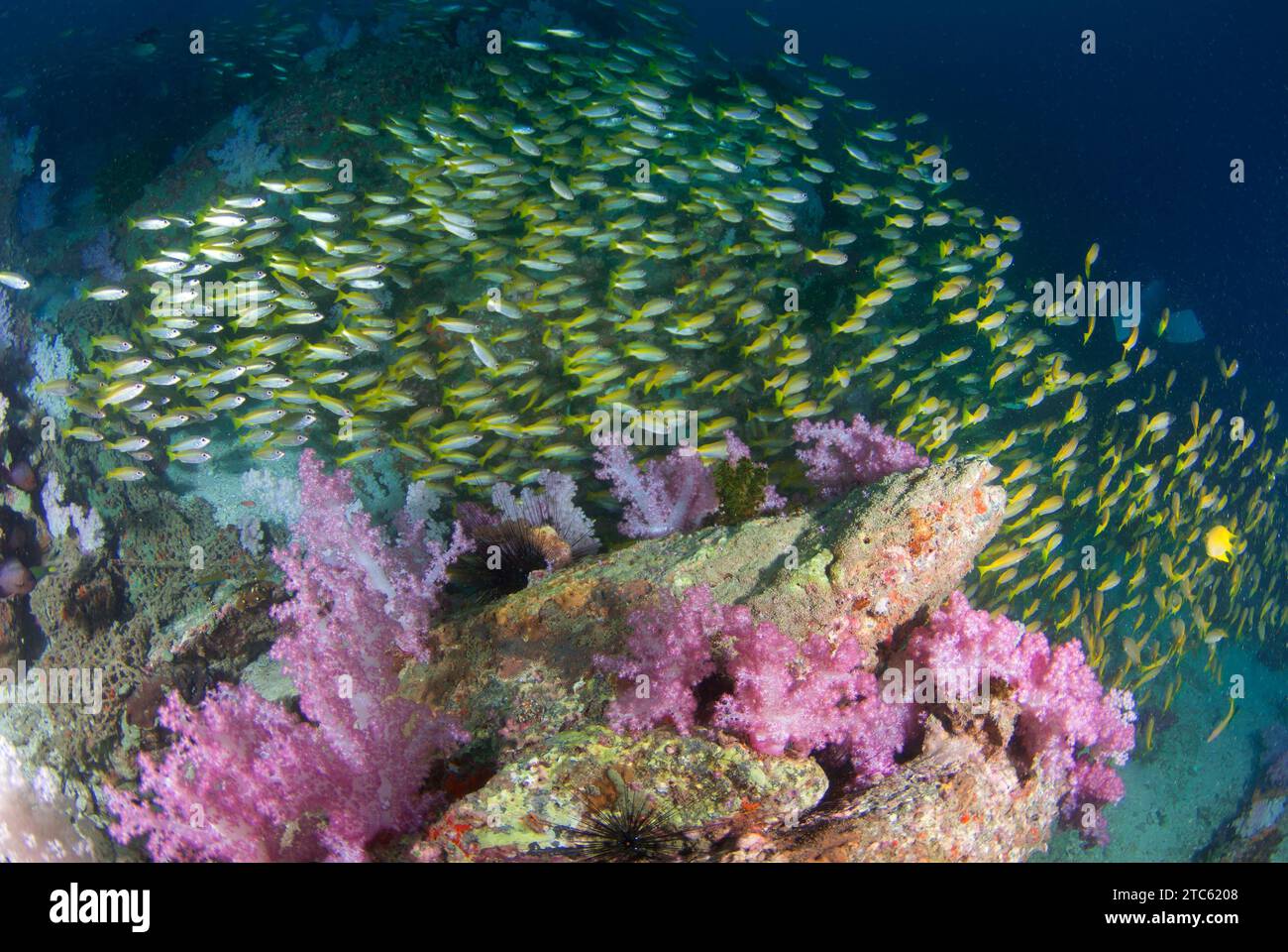 Gelber Schnapper-Fisch mit wunderschönen Weichkorallen in Südandaman, Krabi, Thailand Stockfoto