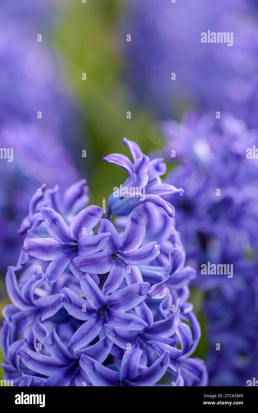 Hyazinth Blue Pearl, dunkelblaue Röschen mit blassen Blütenblättern Stockfoto