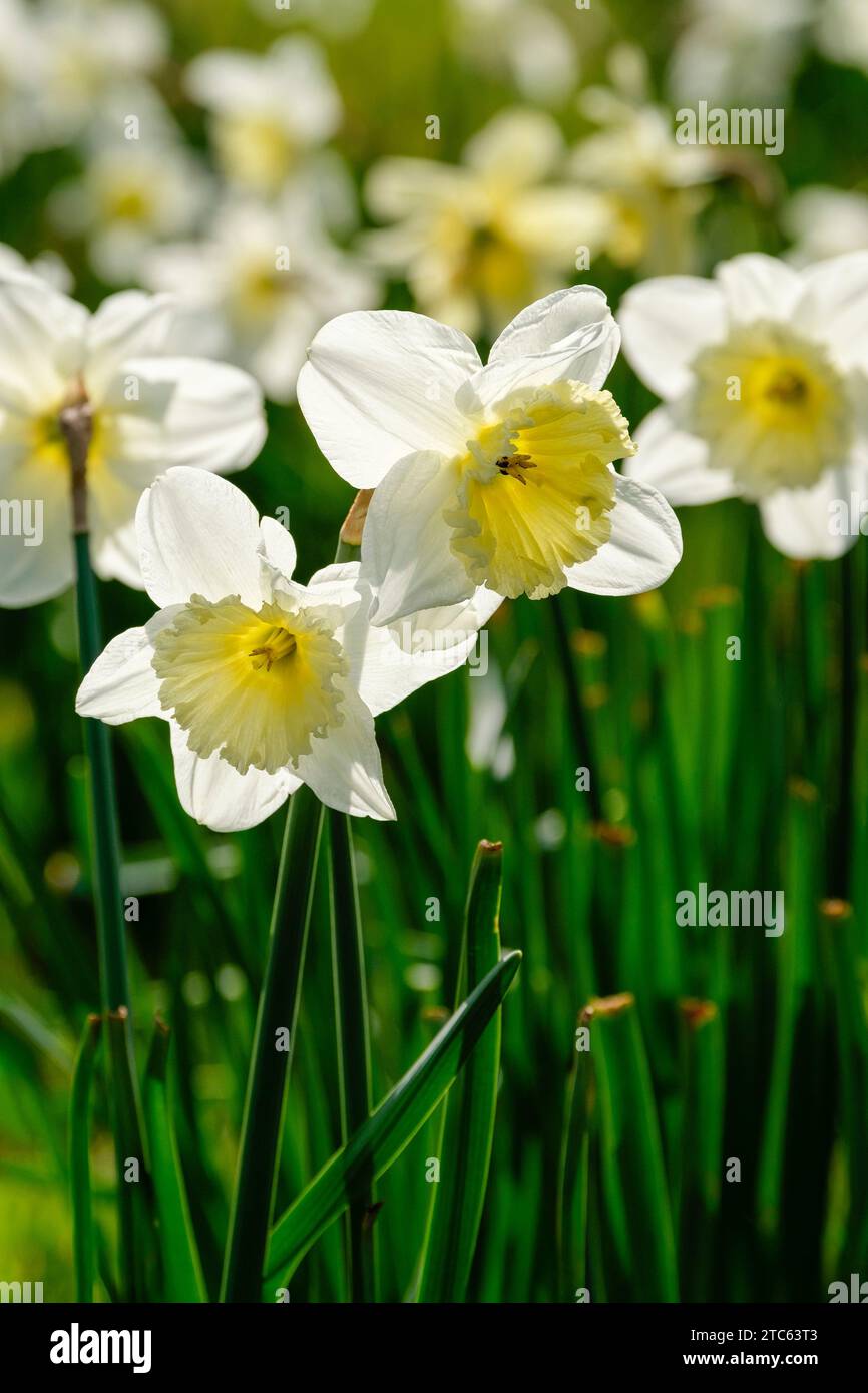 Narcissus Ice Follies, Narzissen Ice Follies, cremeweiße Blüten breite Perianthsegmente, kerzengelbe Tasse, die fast weiß wird, Stockfoto