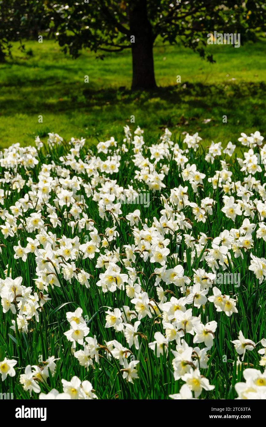 Narcissus Ice Follies, Narzissen Ice Follies, cremeweiße Blüten breite Perianthsegmente, kerzengelbe Tasse, die fast weiß wird, Stockfoto