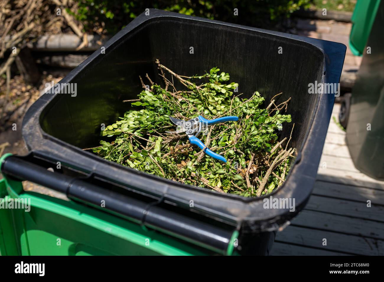 Grüner Gartenabfall und blauer Gartenschere im Abfalleimer. Frühjahrsgartenreinigungskonzept. Stockfoto