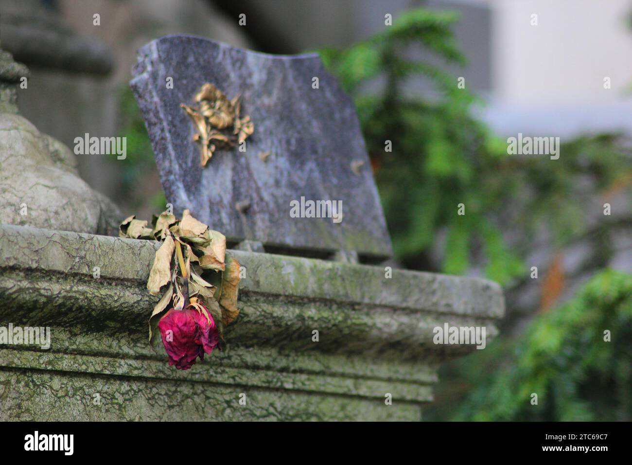 Eine Nahaufnahme einer Sammlung grauer Steine auf einem Friedhof mit einer roten Rose Stockfoto