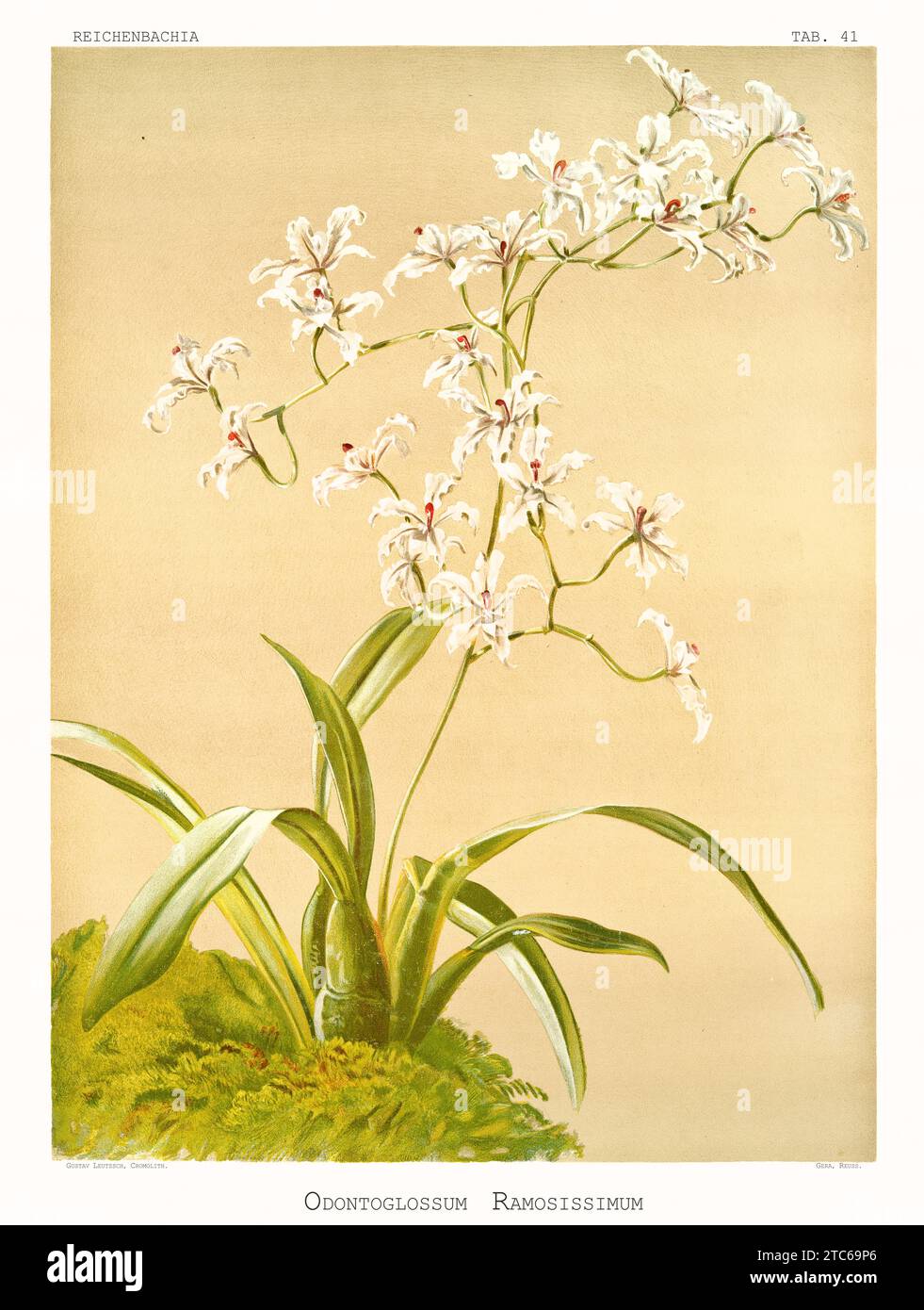 Alte Illustration vieler verzweigter Cyrtochilum (Cyrtochilum ramosissimum). Reichenbachia, von F. Sander. St. Albans, Großbritannien, 1888 - 1894 Stockfoto