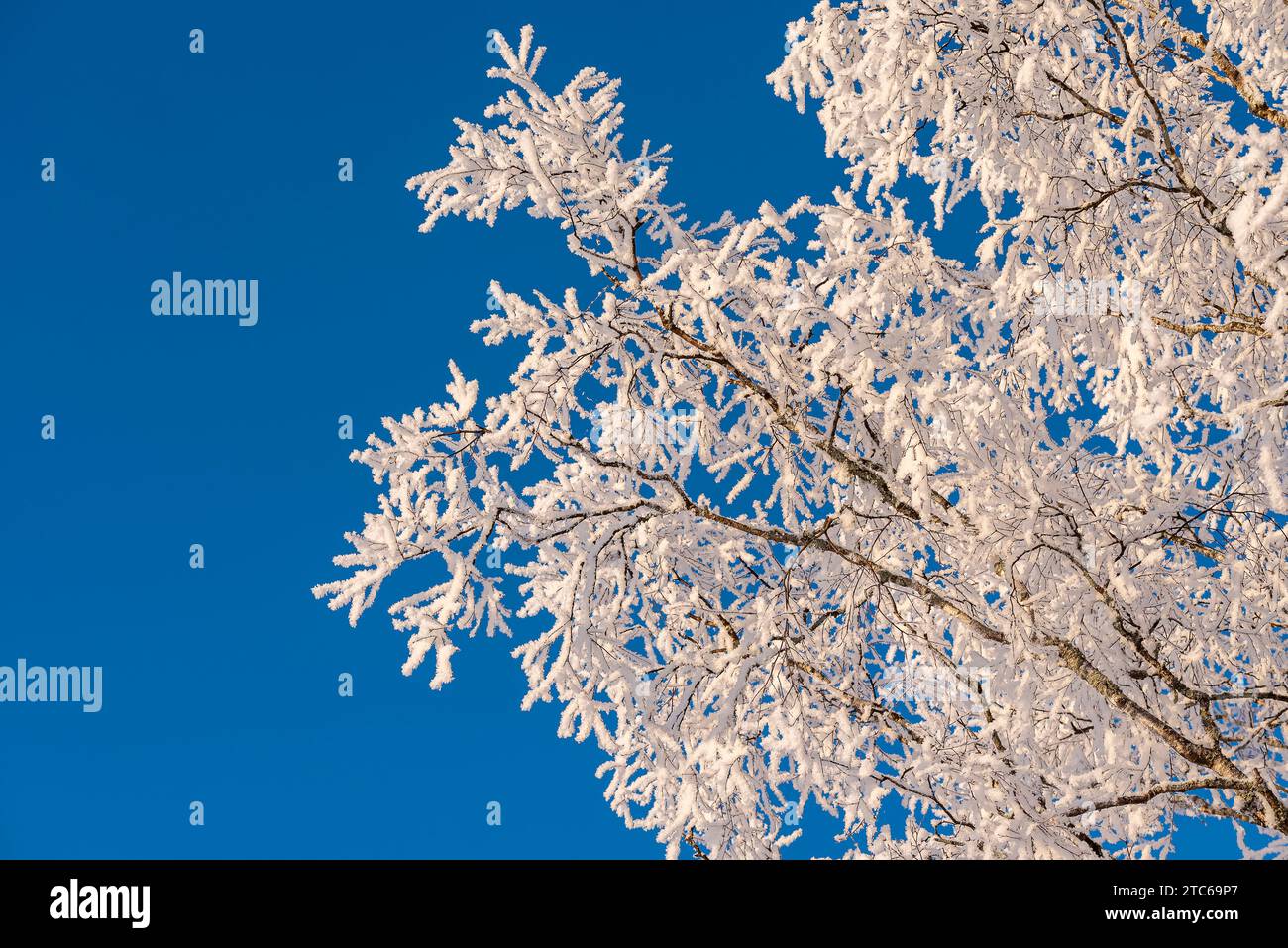 Schwedische Winterlandschaft auf dem Land mit Birkenbäumen, wenn sich der Schnee bei sehr kalten Temperaturen -18 Grad schön auf den Bäumen niedergelassen hat. Stockfoto